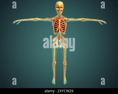 Front view of human skeleton with nervous system, arteries and veins Stock Photo