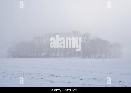 Trees in dense winter fog, Groningen, Netherlands Stock Photo