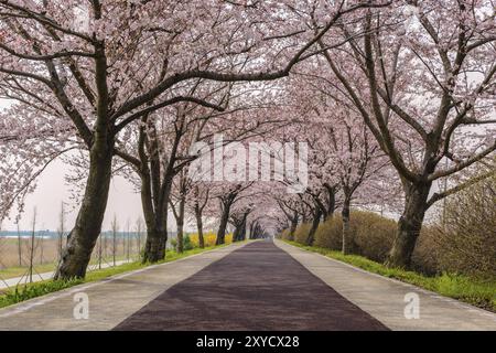 Spring pink cherry blossom tree and walk path in Busan, South Korea, Asia Stock Photo