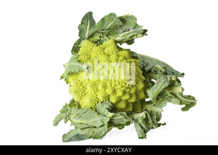 Single romanesco vegetable isolated on white Stock Photo