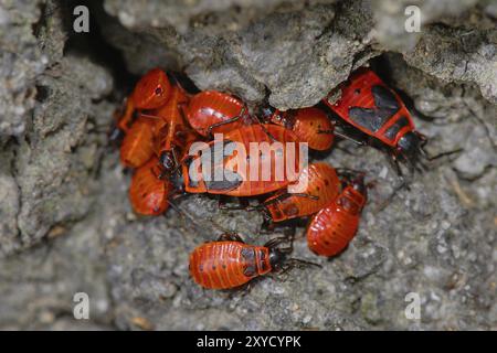 Common firebugs in their hiding place.common firebugs (Pyrrhocoris apterus) /Red bug (Pyrrhocoris apterus) Stock Photo