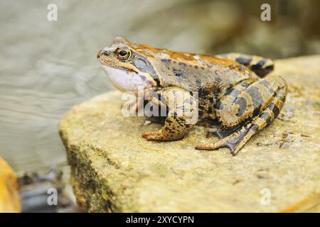Grazing frog in the spring. Grass frog in the spring Stock Photo