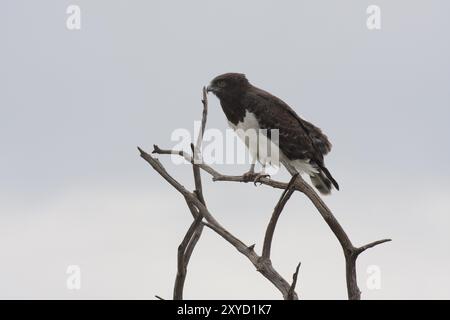 Black-breasted snake eagle sitting on a tree, circaetus pectoralis Stock Photo