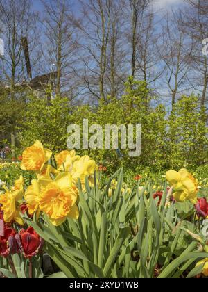 Wild daffodils and red flowers against green foliage and a blue sky in sunny weather, Amsterdam, Netherlands Stock Photo