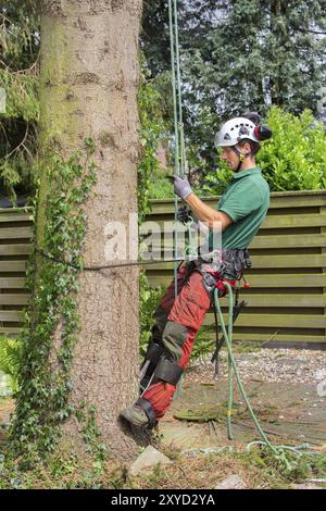 Caucasian tree surgeon climbs with climbing equipment in fir tree Stock Photo