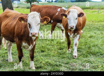 Natural looking german cows on a meadow Stock Photo