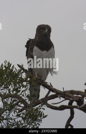 Black-breasted snake eagle perched on a tree Stock Photo