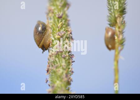 Succinea putris /Verrueckte Bernsteinschnecke im Vordergrund Stock Photo