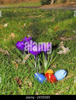 Crocuses on a lawn with Easter eggs Stock Photo