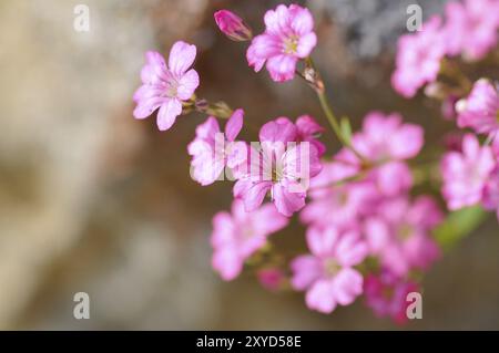 Flowers of the dwarf gypsophila.macro of Gypsophila repens Stock Photo