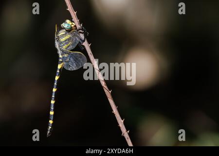 Tiger dragonfly Cordulegaster Boltonii perched on a blackberry branch, Alcoy, Spain Stock Photo