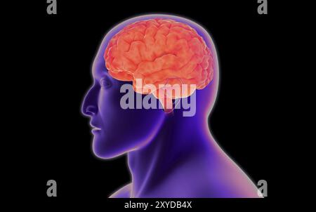 Conceptual image of human brain Stock Photo