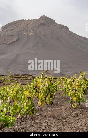 Wine plants in Lava field at the Crater from Pico do Fogo in Cha das ...