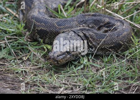 African rock python, African rock python Stock Photo