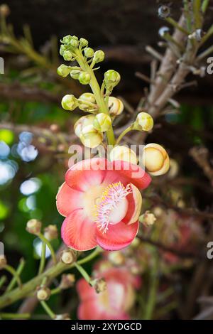 Close-up of Shorea robusta or Cannonball flower (Couroupita guianensis) on the tree Stock Photo