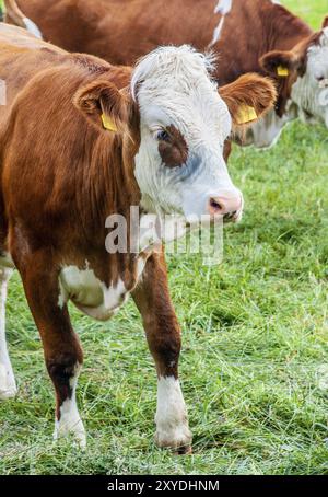 Natural looking german cows on a meadow Stock Photo