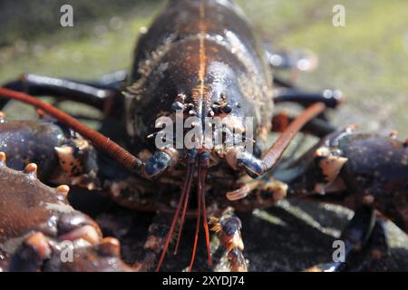 Homarus gammarus European lobster Stock Photo