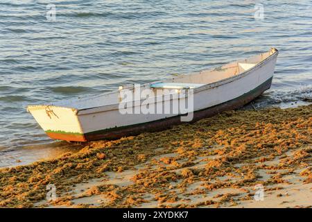 Old white fishingboat and wood stuck between the algae and sand Stock Photo