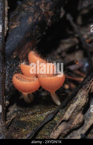 Champagne mushroom or Orange mushroom in rain forest, Saraburi Thailand Stock Photo