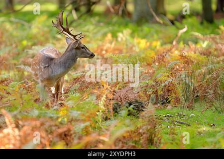 Fallow deer in autumn Stock Photo