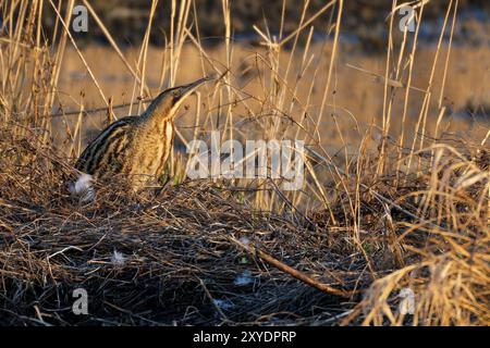 Bittern in the reeds Stock Photo