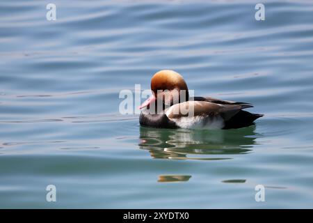 Pochard Stock Photo