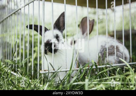 Little bunnies are sitting in an outdoor compound. Green grass, spring time Stock Photo