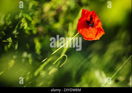 Poppies with dew in the early morning in a meadow Stock Photo