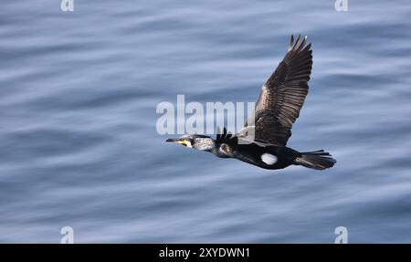 Cormorant Stock Photo