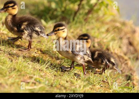 Three little ducklings walking on grass next to a lake Stock Photo