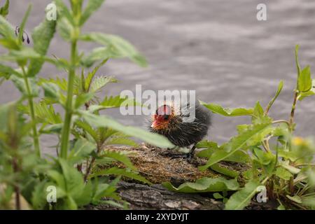 A small coot chick sitting on a log next to the water Stock Photo