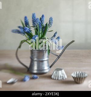 Decorative still life with grape hyacinths in a small Stock Photo