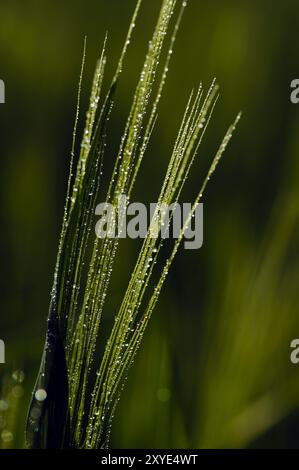 Barley awns with dewdrops Stock Photo