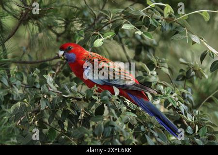 Pennant Parakeet (Platycercus elegans) in a bush in the Blue Mountains, Australia. Crimson Rosella (Platycercus elegans) in a bush in the Blue Mountai Stock Photo