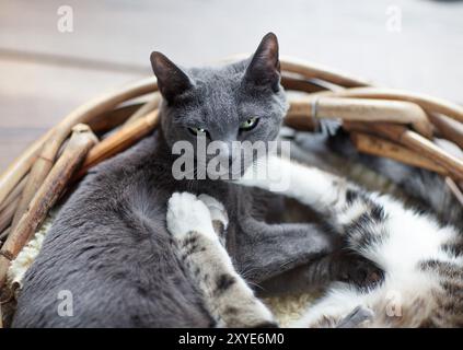 Two cats cuddling in the willow tree Stock Photo