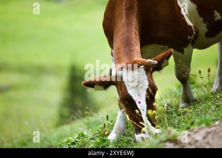 Cows on the mountain pasture in summer in the Austrian Alps Stock Photo