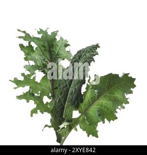 Closeup of organic Kale, green plant leaves. Red kale and Dinosaur or Lacinato kale, Cavolo nero, Tuscan or Italian kale isolated on white Stock Photo