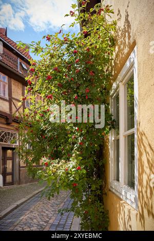 Alley in the old town centre of Quedlinburg with a rose hip bush Stock Photo