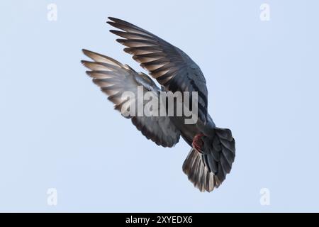 Actions of flying pigeon on blue background Stock Photo