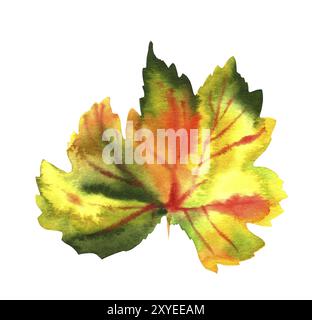 A watercolour drawing of a vibrant autumn grape vine leaf, hand painted in the style of vintage botanical art, isolated on a white background with a c Stock Photo