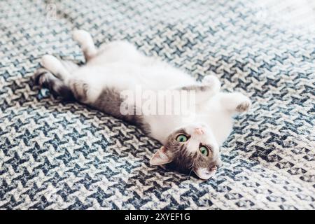 White and grey cat lying upside down on couch covered with blanket at home. Pet looking at camera. Sleepy kitten relaxing feeling cozy and comfortable Stock Photo
