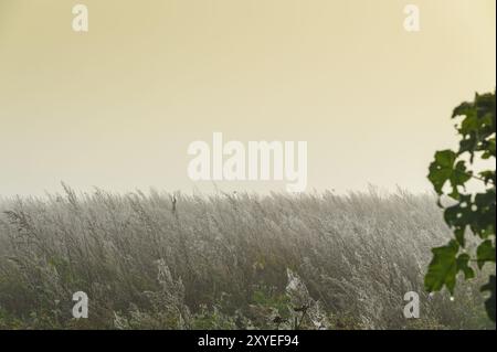 Morning mist over a fallow field in autumn Stock Photo