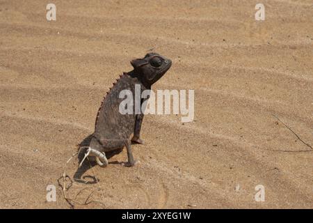 Namaqua Chameleon (Chamaeleo namaquensis) in the Namib Desert, Namaqua Chameleon in the Namib Desert Stock Photo