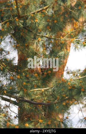 Pine cones hanging from a tree during summer in Norway Stock Photo