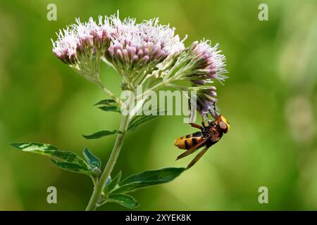 Hornet mimic hoverfly-Volucella zonaria feeds on  Hemp Agrimony-Eupatorium Cannabinum. Stock Photo