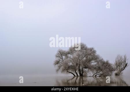 River landscape on the Elbe with trees during floods Stock Photo