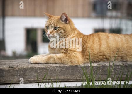 Red tabby cat is lying on a wooden board outdoors Stock Photo