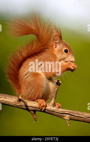 Squirrel eats sunflower seeds Stock Photo
