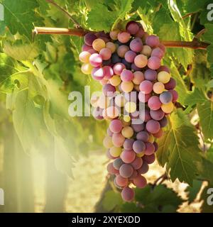 A bunch of wine grapes hanging from a vine in a vineyard at autumn harvest, a square image with a place for text on the blurred background Stock Photo