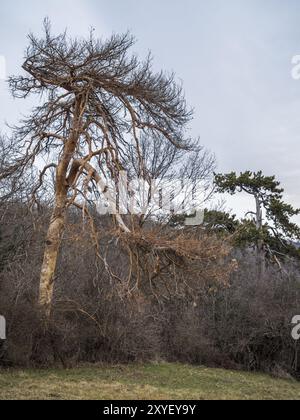 Dead pines in the forest due to forest dieback Stock Photo